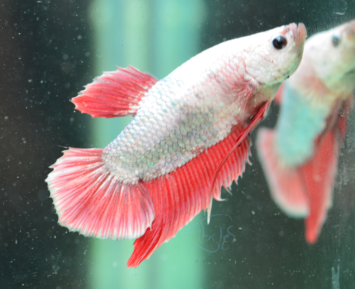 Copper Marble HMPK Male