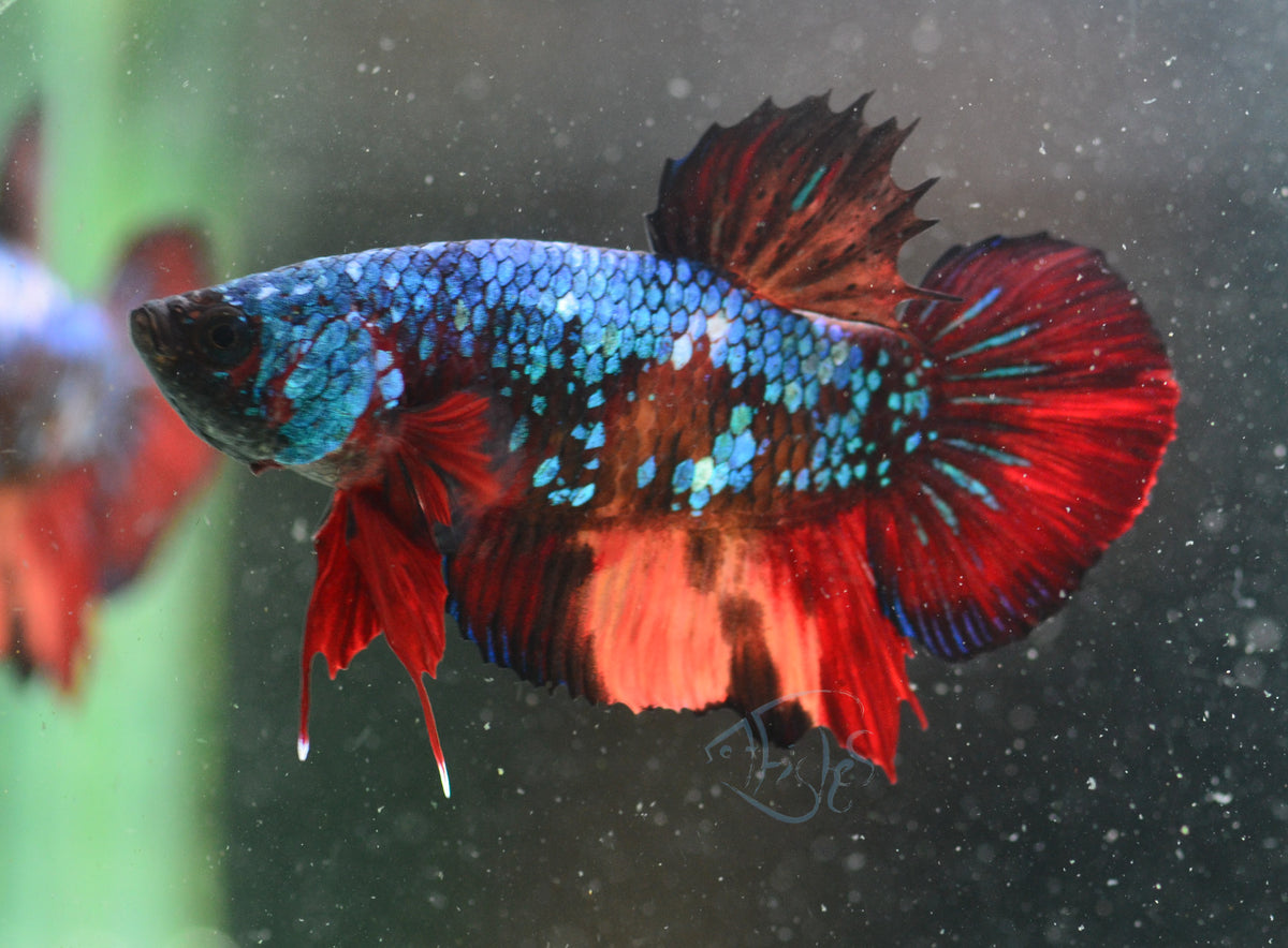 Avatar Nemo HMPK Male