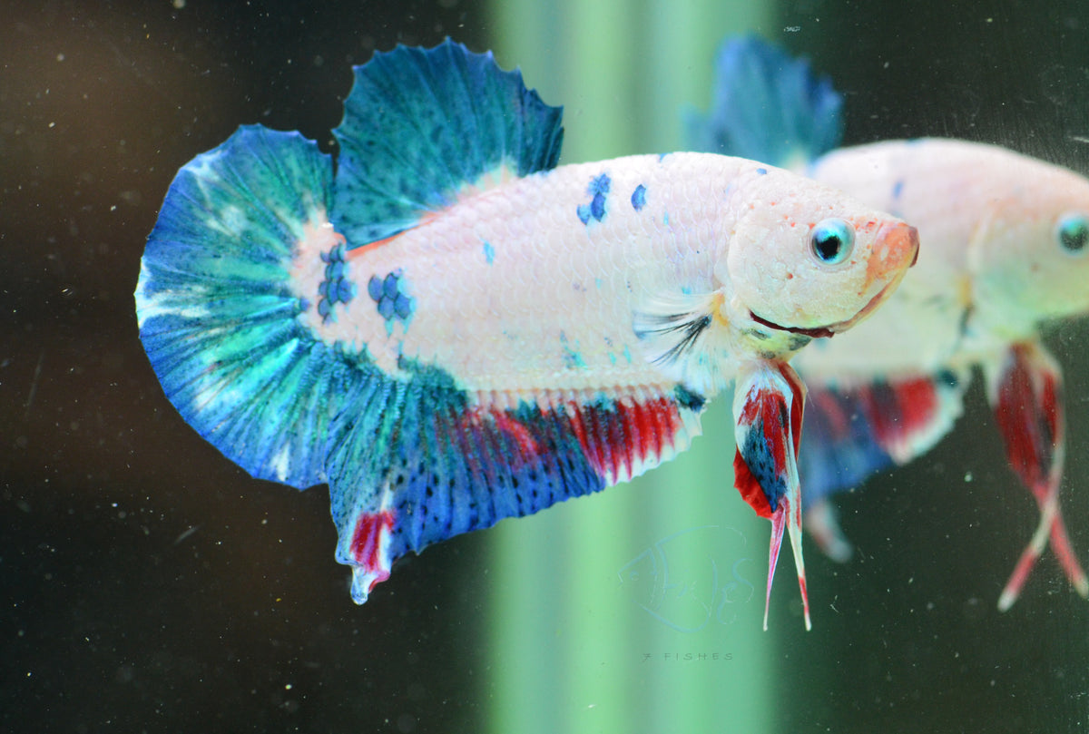 Fancy HMPK Male