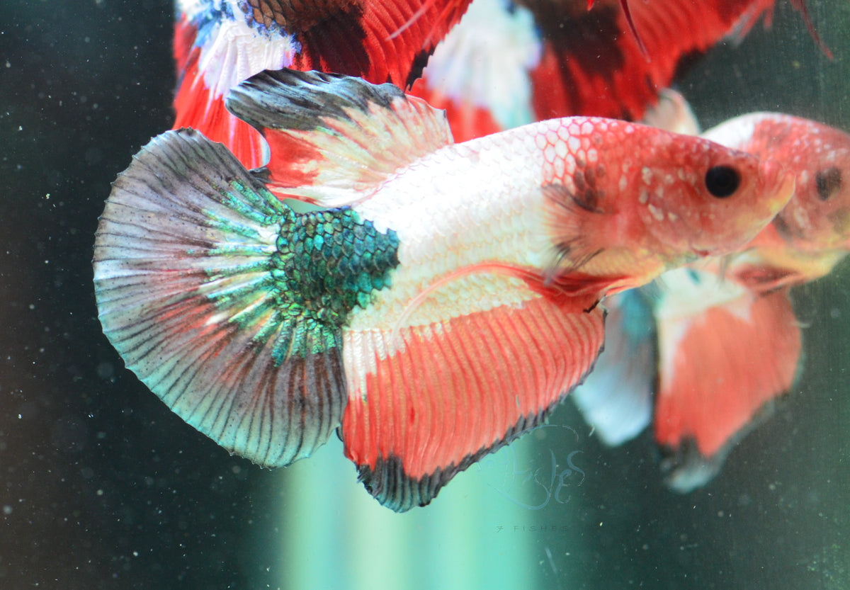 Copper Orange Fancy HMPK Male