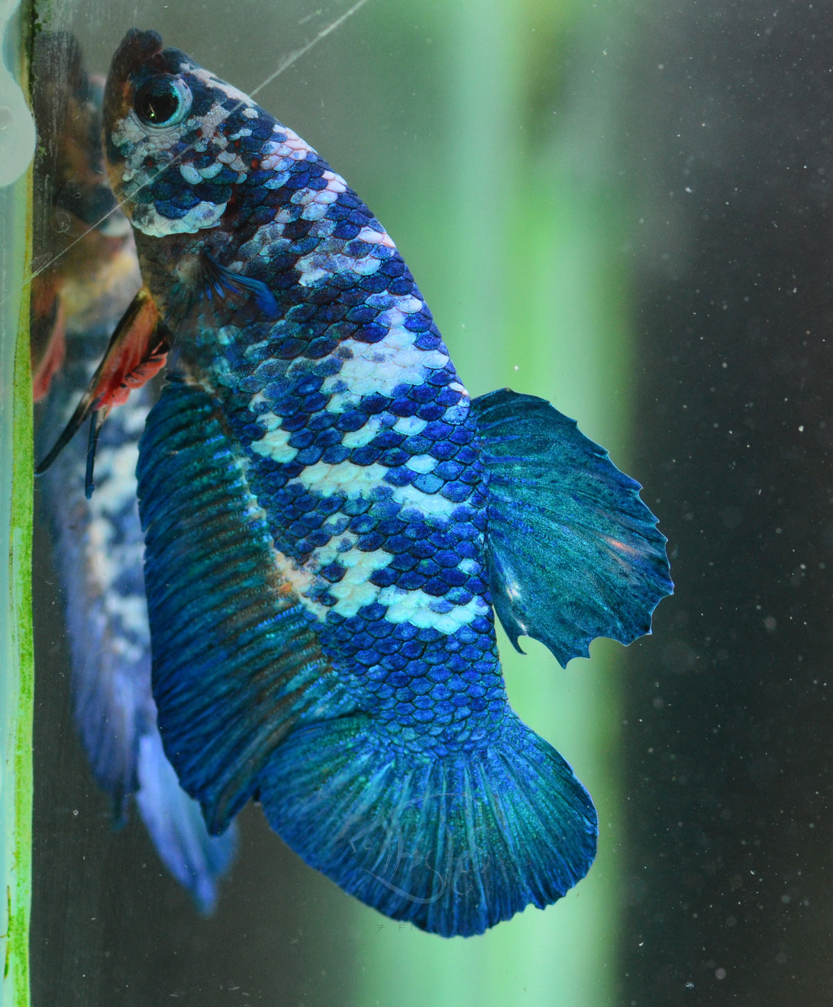 Blue Marble HMPK Male