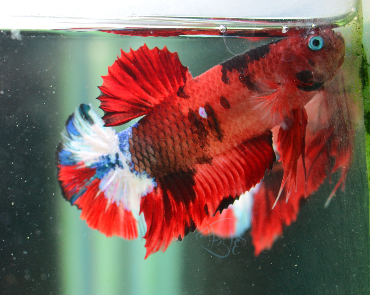 Red Koi HMPK Male