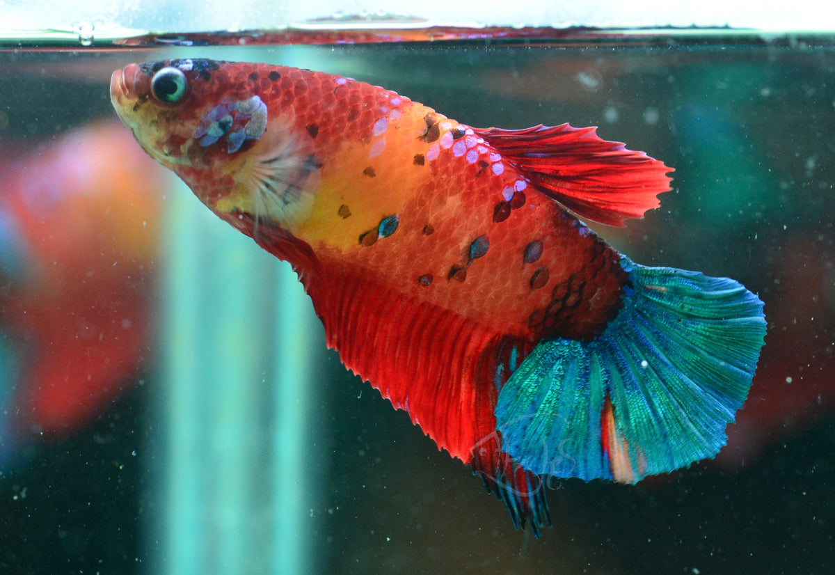 Nemo HMPK Male