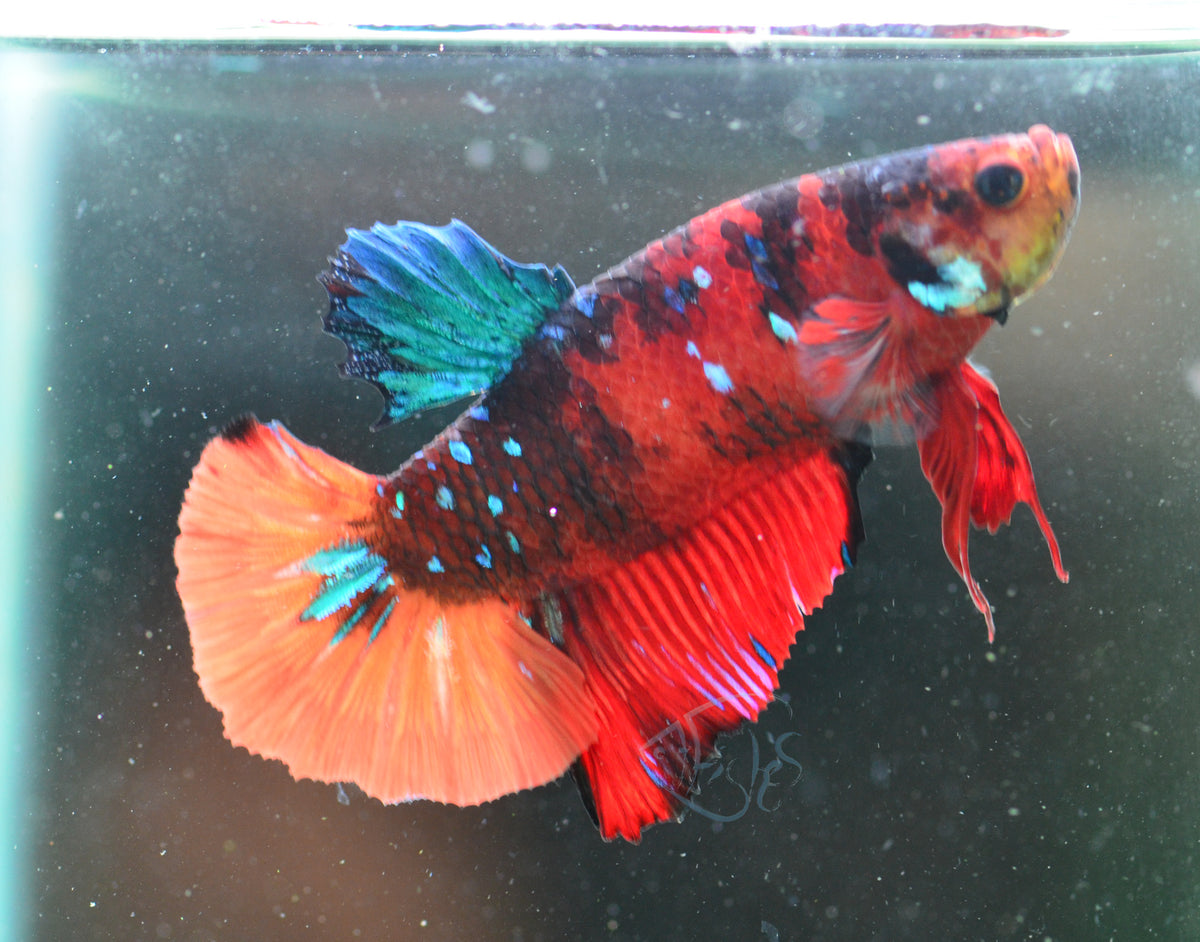 Nemo HMPK Male