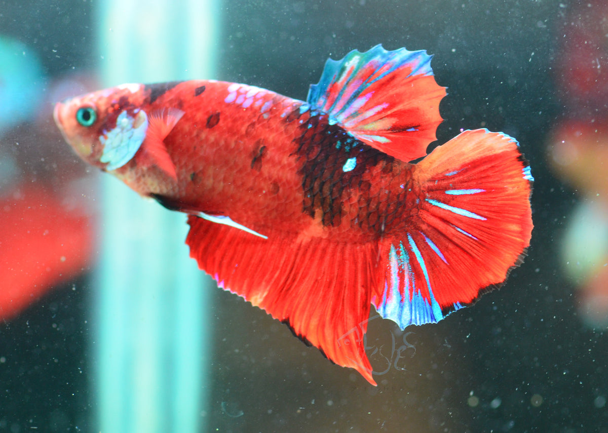 Red Koi HMPK Male