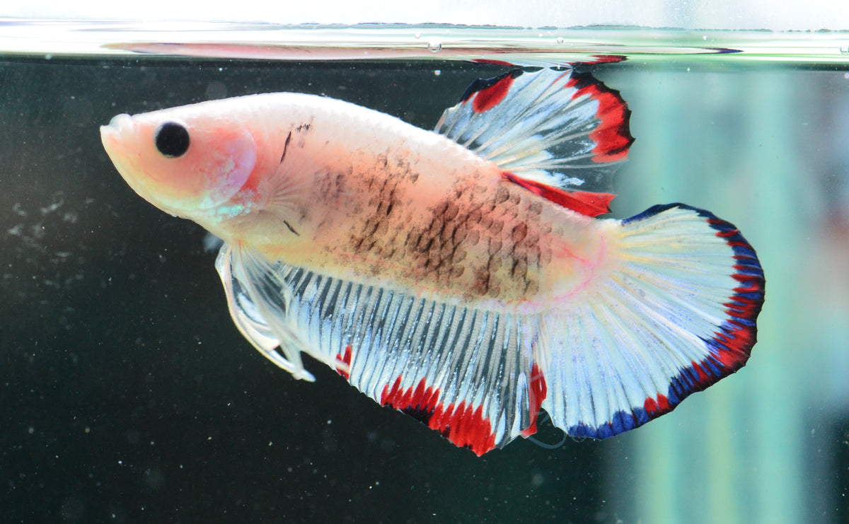 Marble HMPK Male