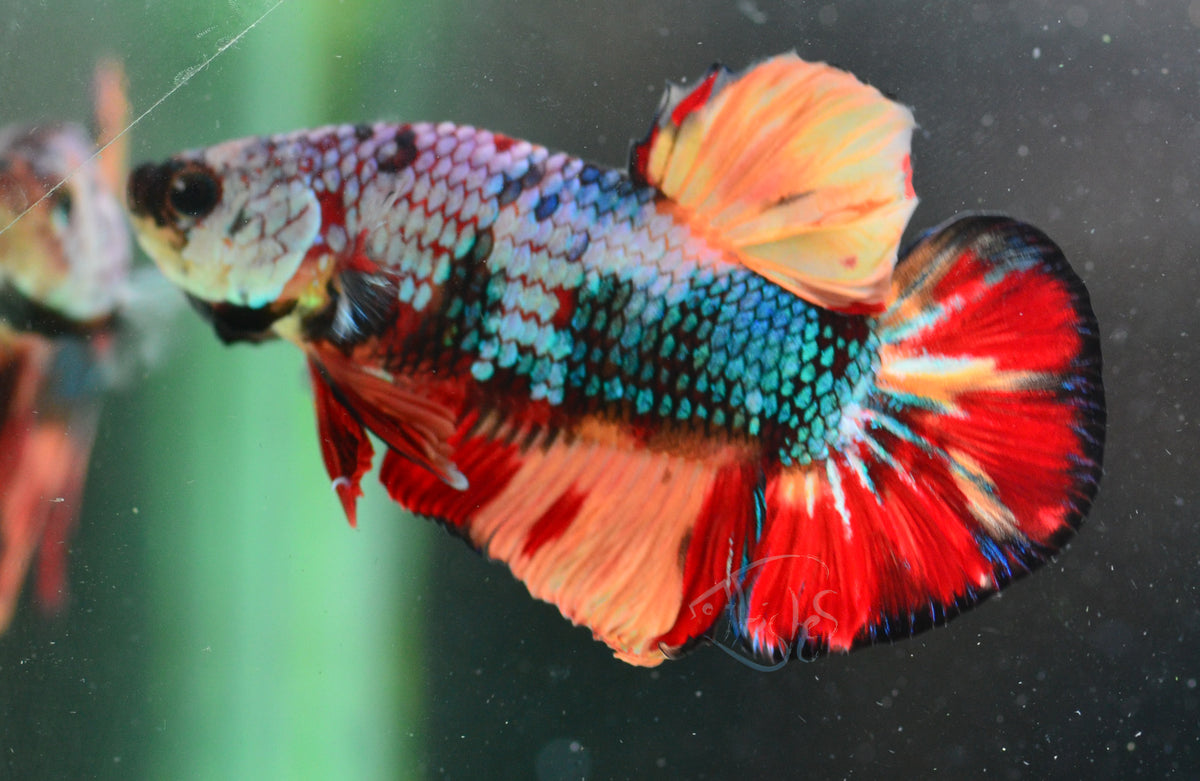 Candy HMPK Male