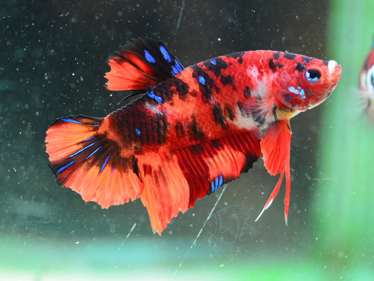 Nemo HMPK Male