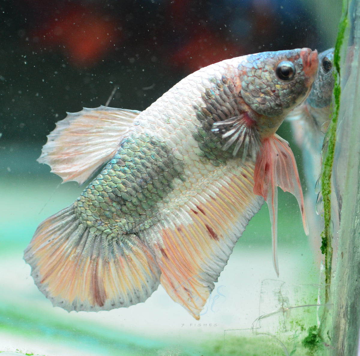 Copper Pastel HMPK Male