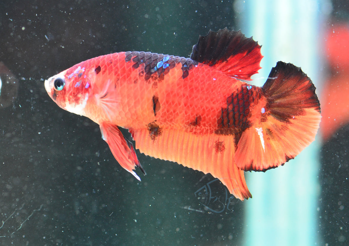 Nemo HMPK Male