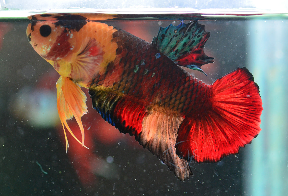 Nemo HMPK Male