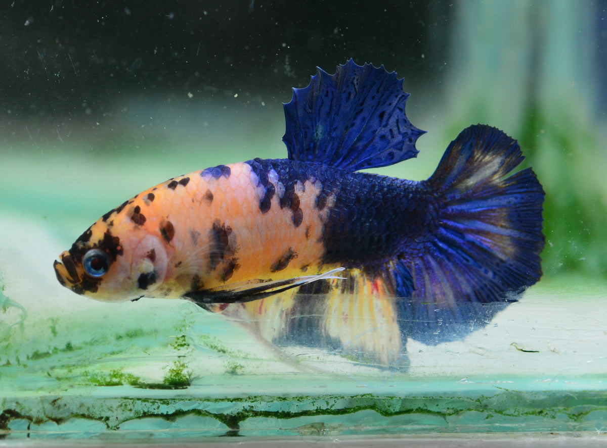 Yellow Koi HMPK Male