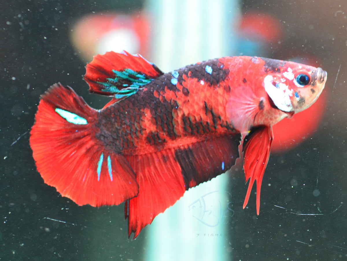 Red Tiger HMPK Male