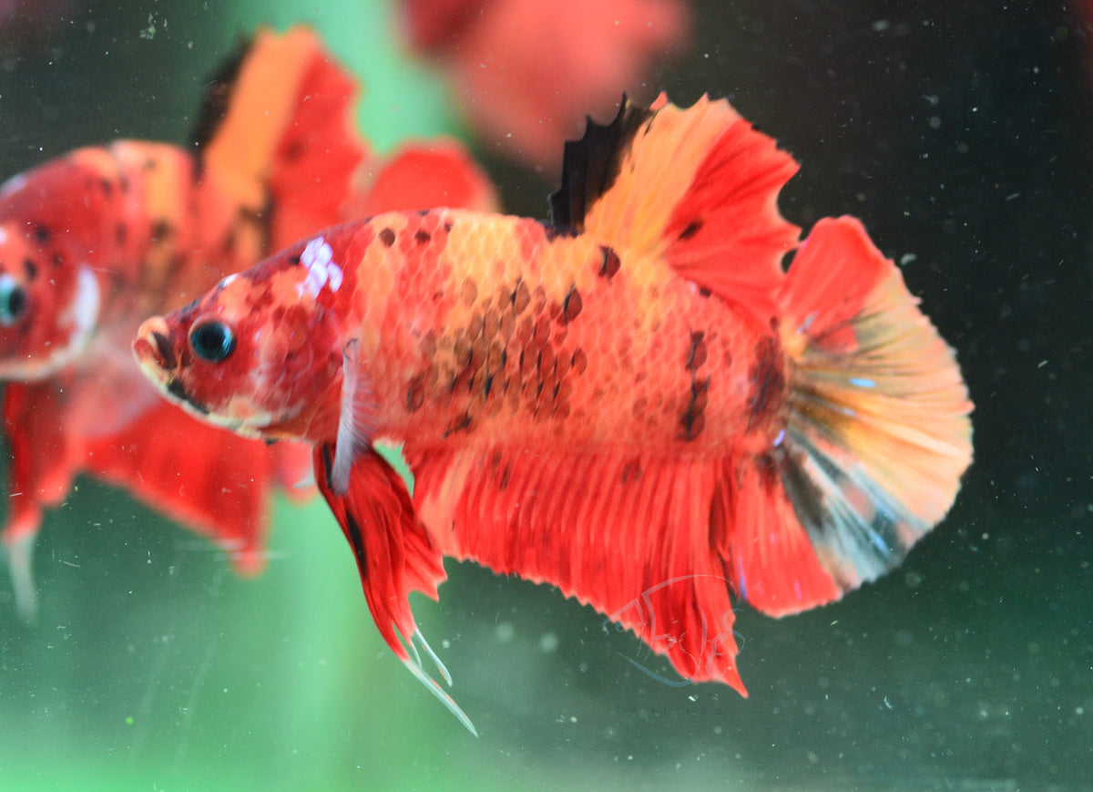 Nemo HMPK Male