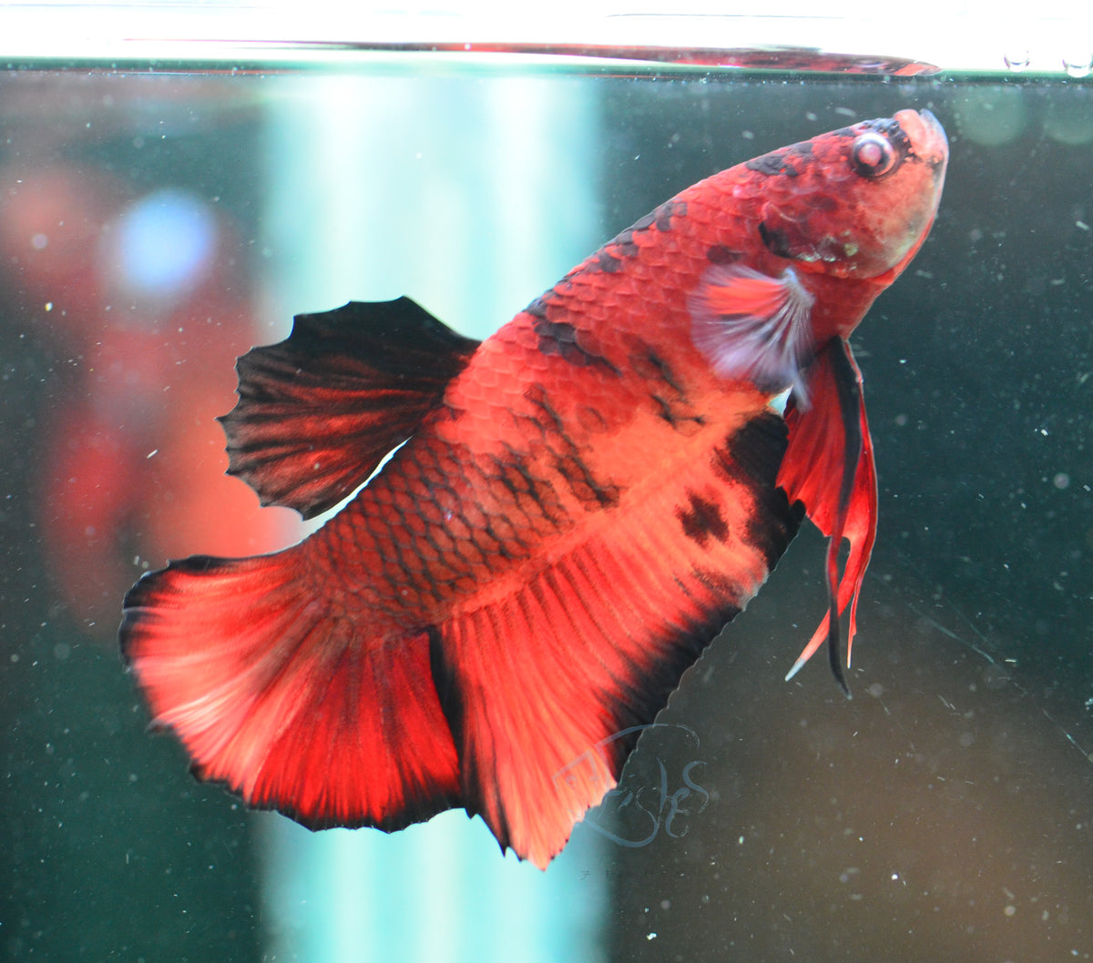 Nemo HMPK Male