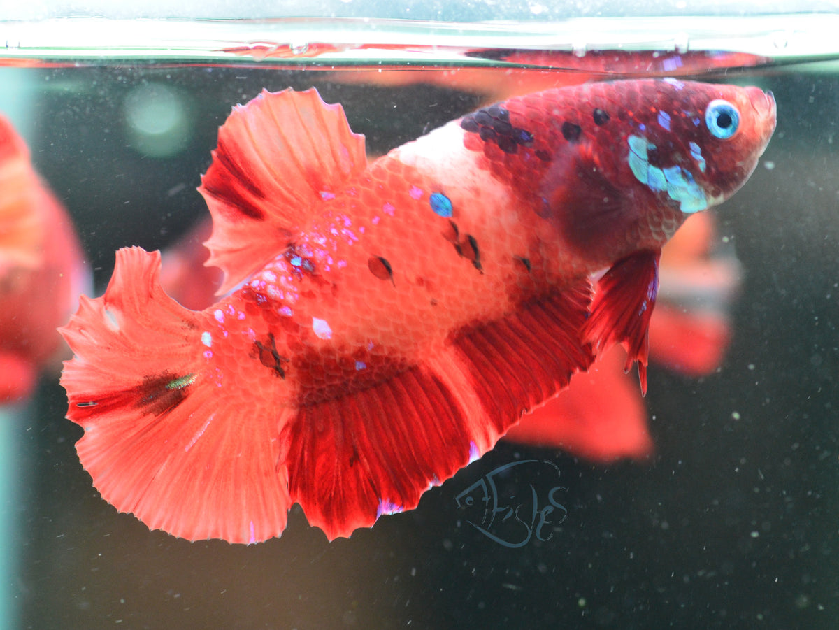 Nemo HMPK Male