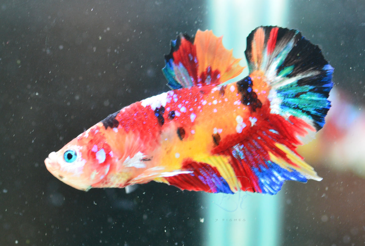 Multicolour HMPK Male