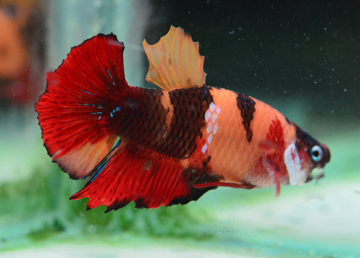 Nemo HMPK Male