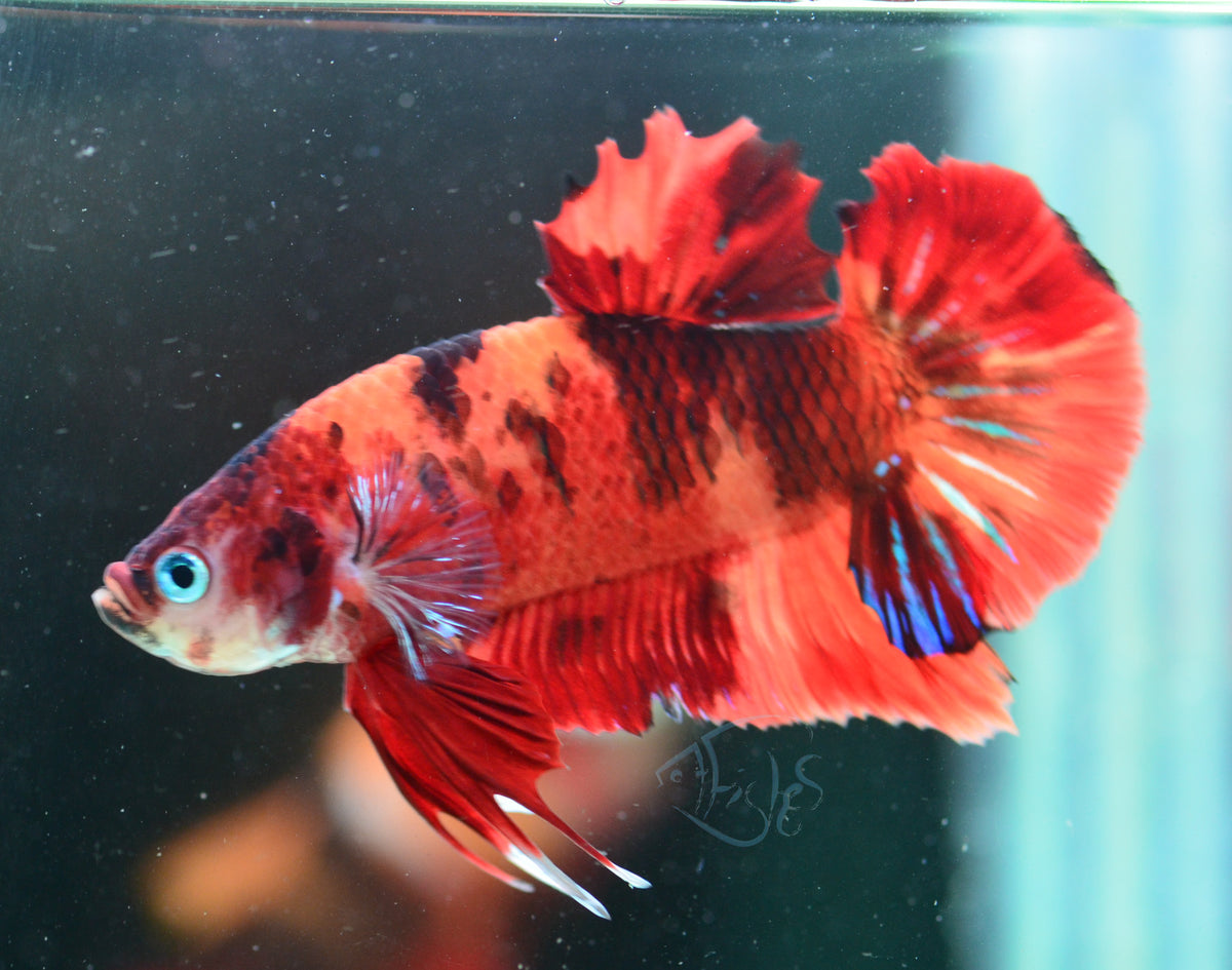 Nemo HMPK Male