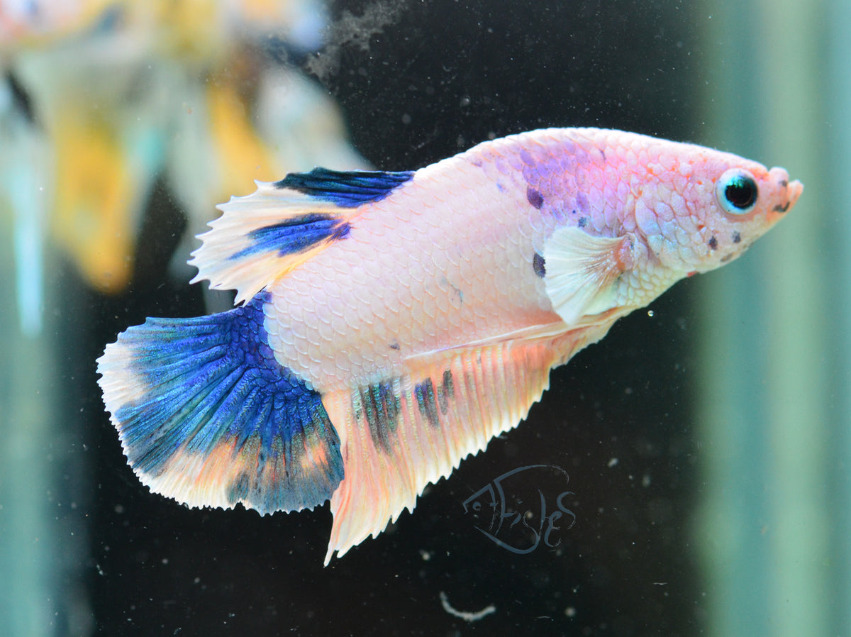 Pastel Marble HMPK Male