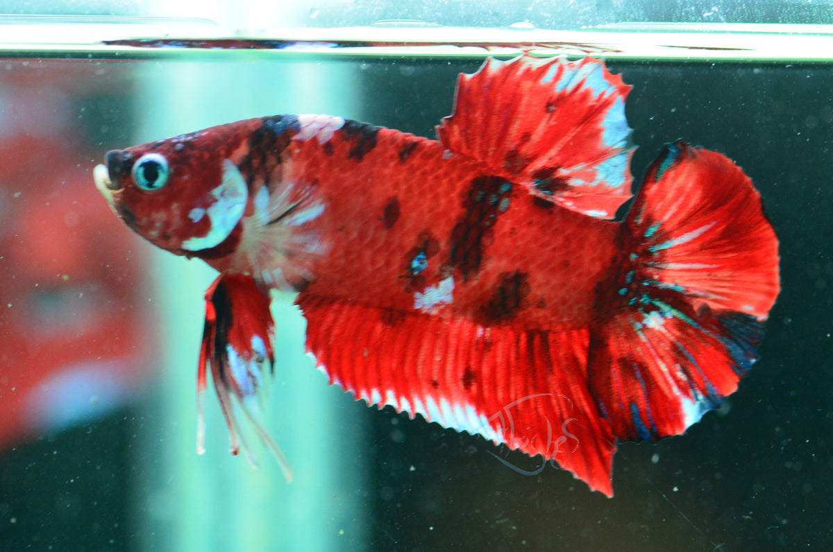 Red Koi HMPK Male