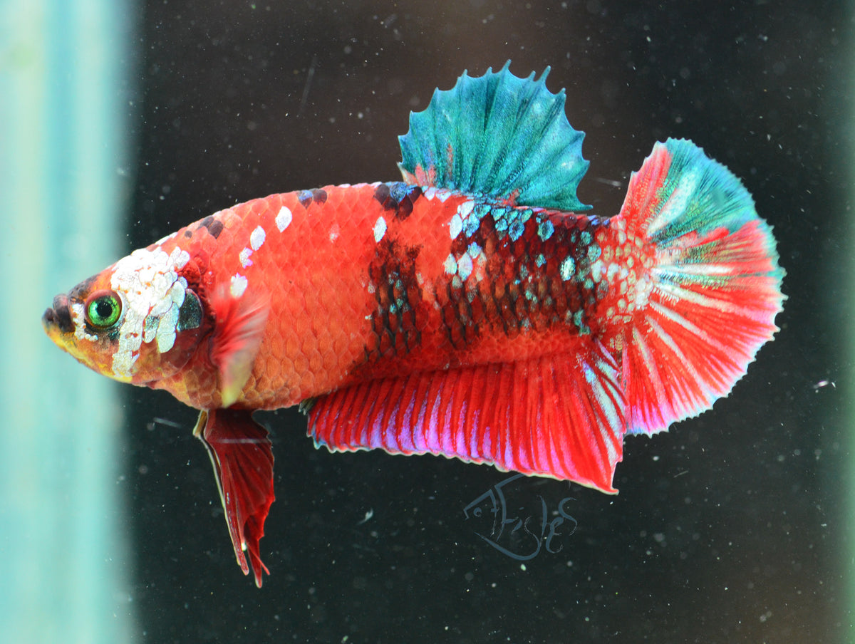 Red Koi HMPK Male