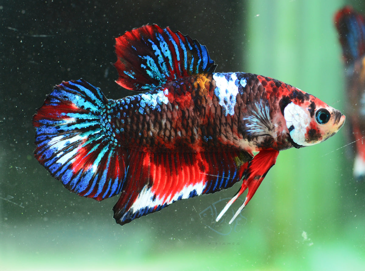 Black Koi HMPK Male