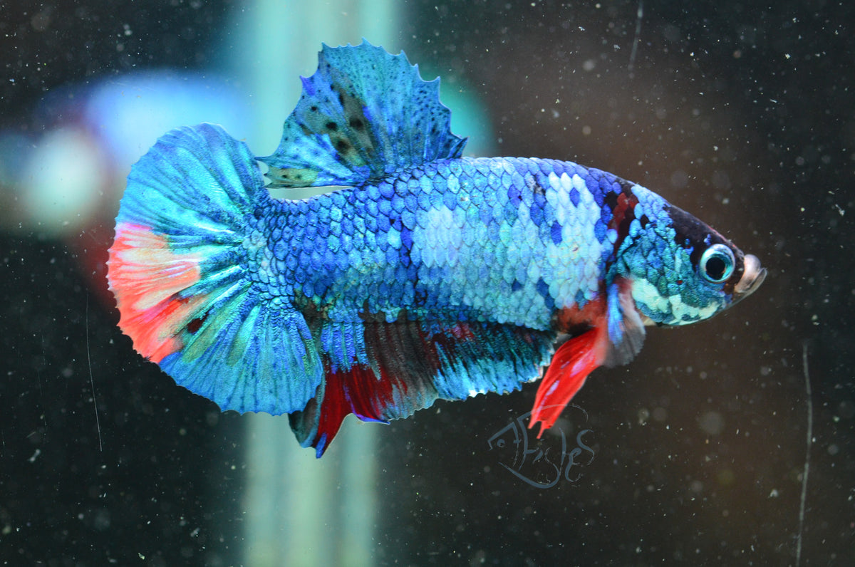 Blue Fancy HMPK Male