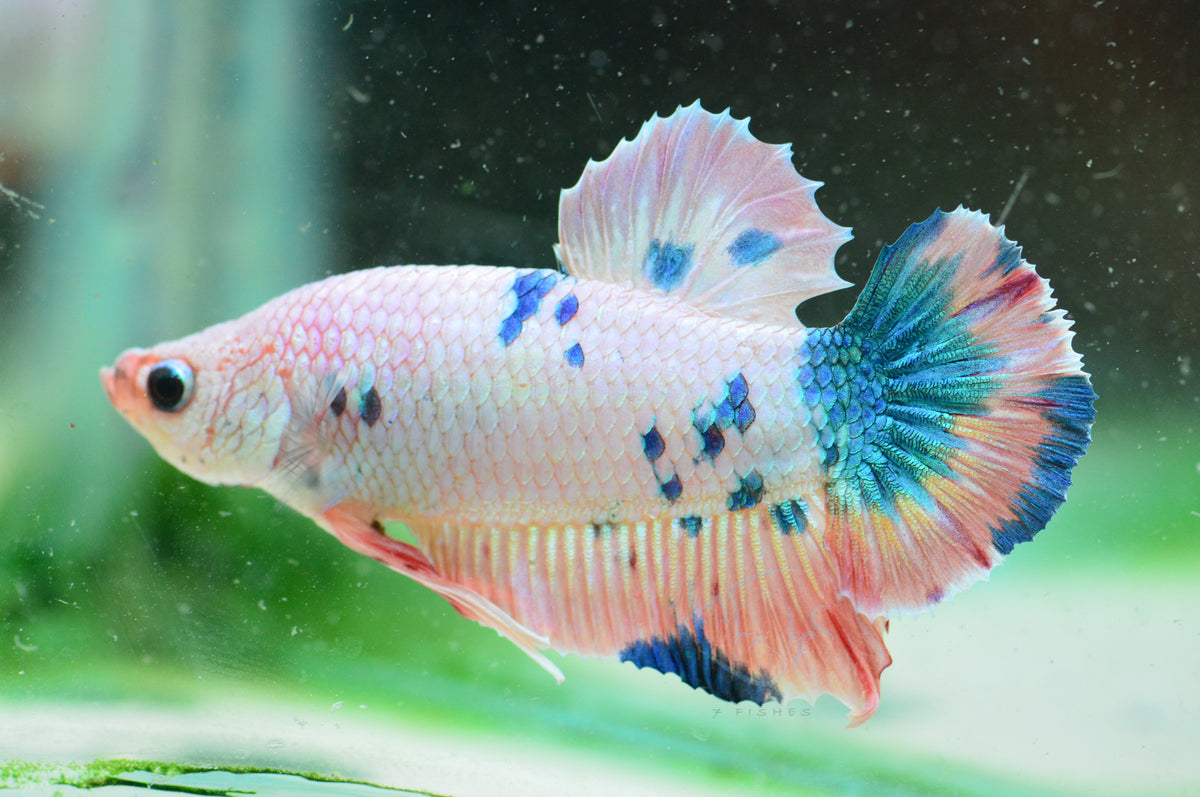 Pastel Marble HMPK Male
