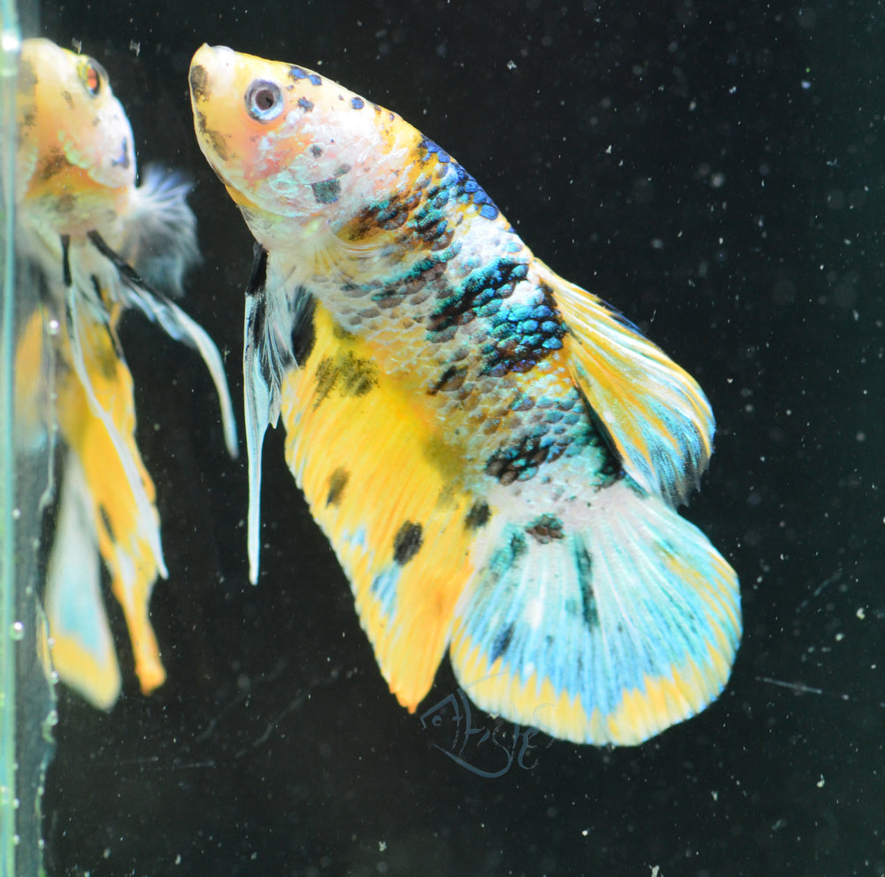 Yellow Fancy HMPK Male