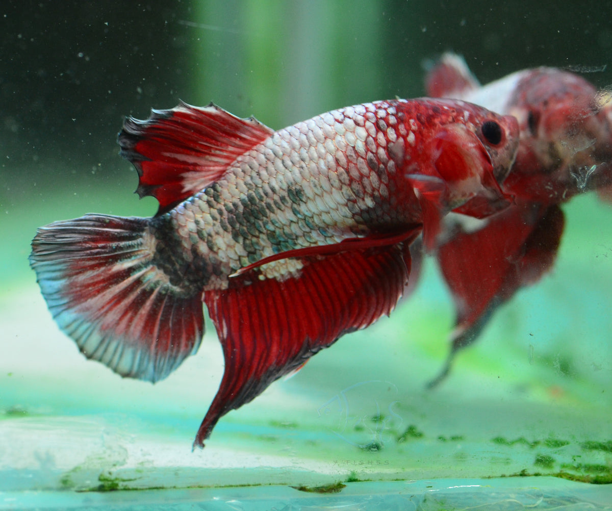 Copper Fancy HMPK Male