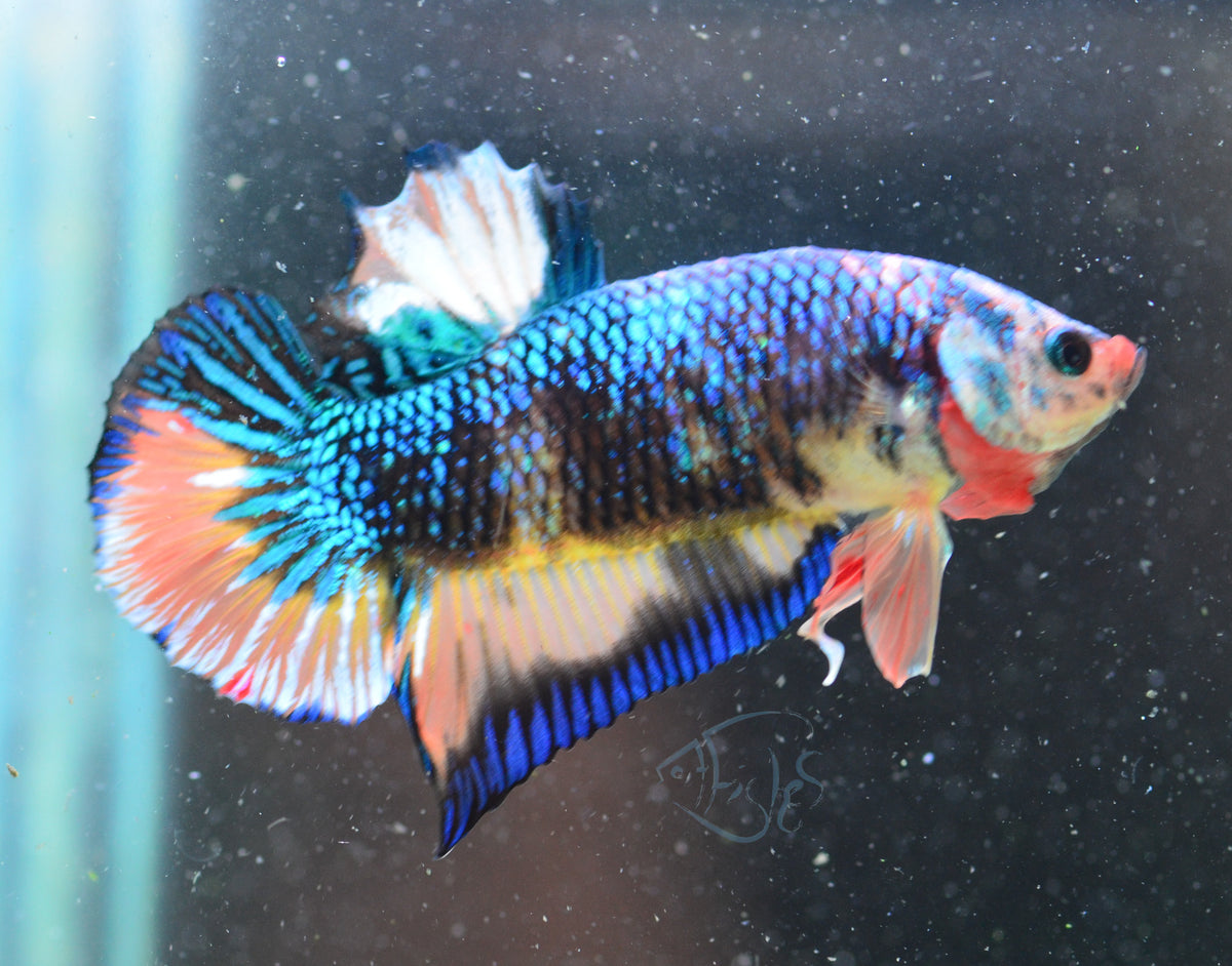 Fancy HMPK Male