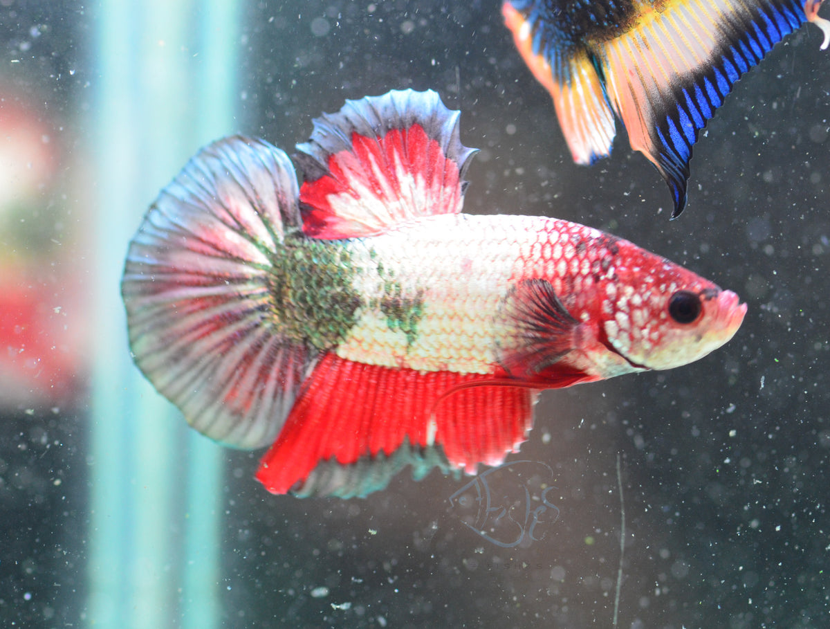 Copper Fancy HMPK Male