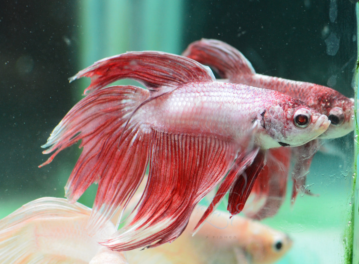 Metallic Red Veiltail Male