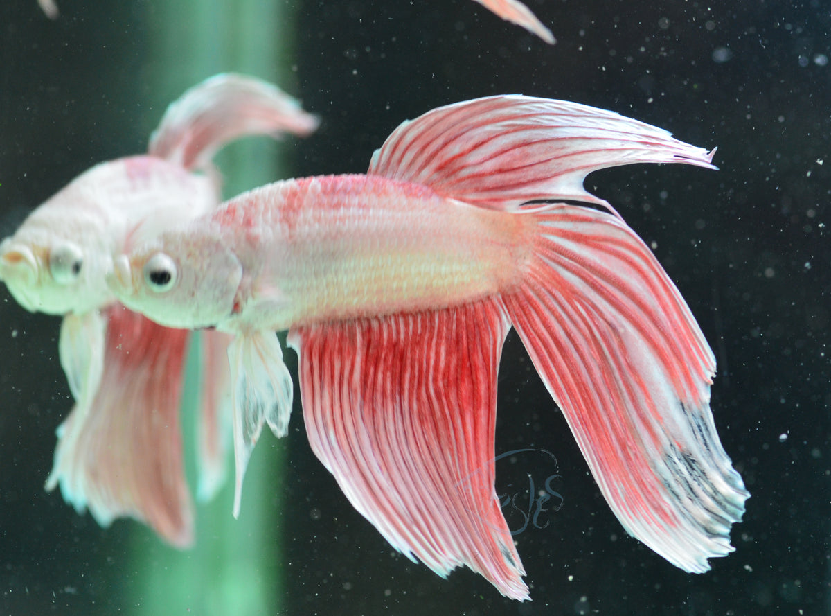 Metallic Red Veiltail Male