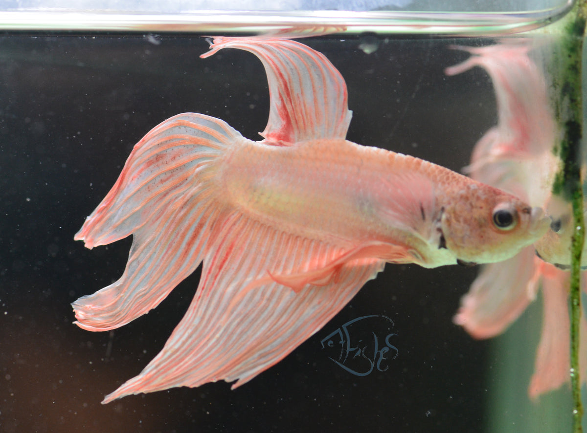 Metallic Orange Veiltail Male