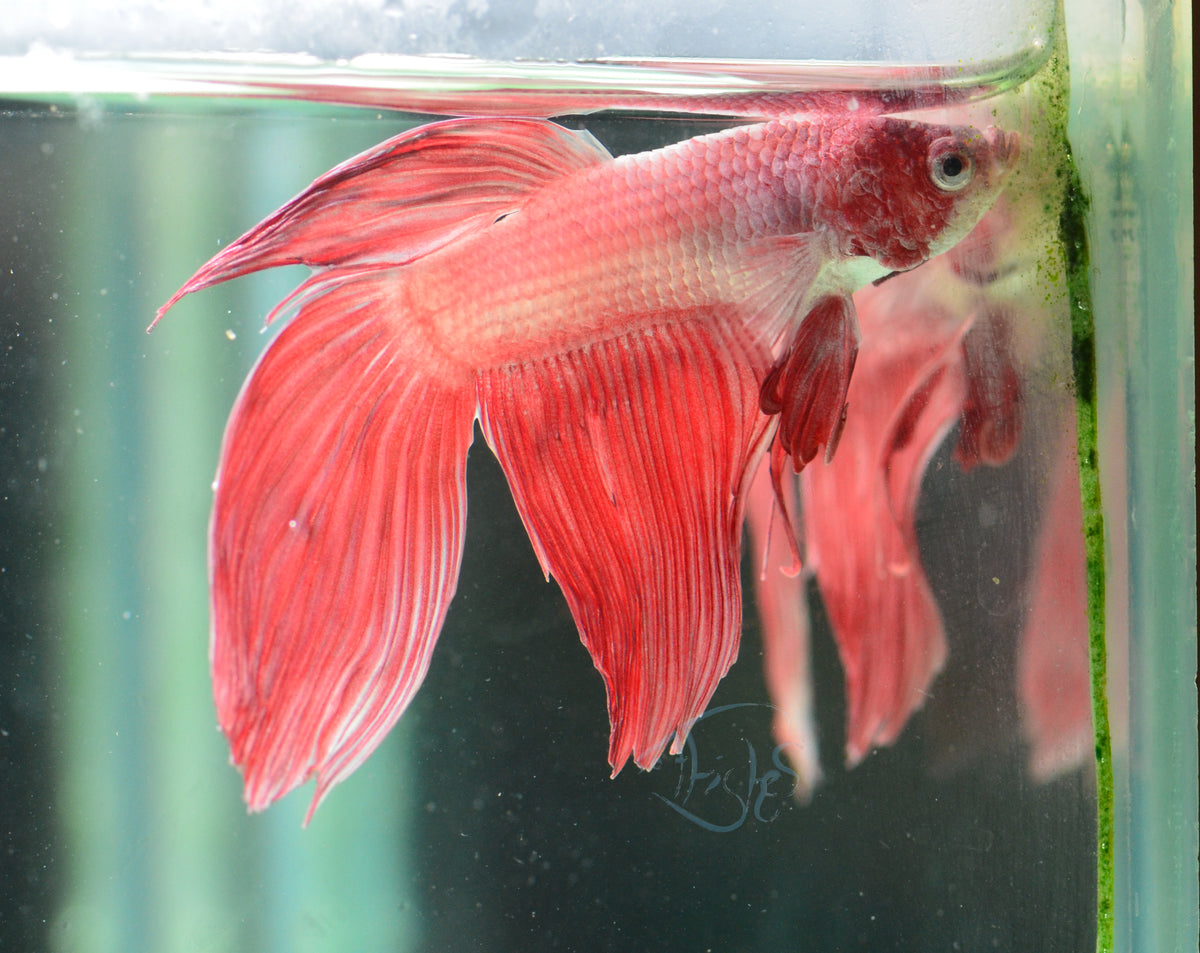 Metallic Red Veiltail Male