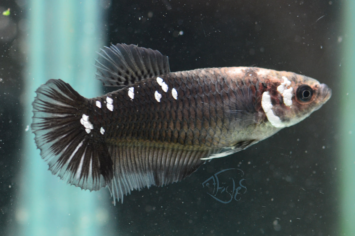 Black Mamba HMPK Female