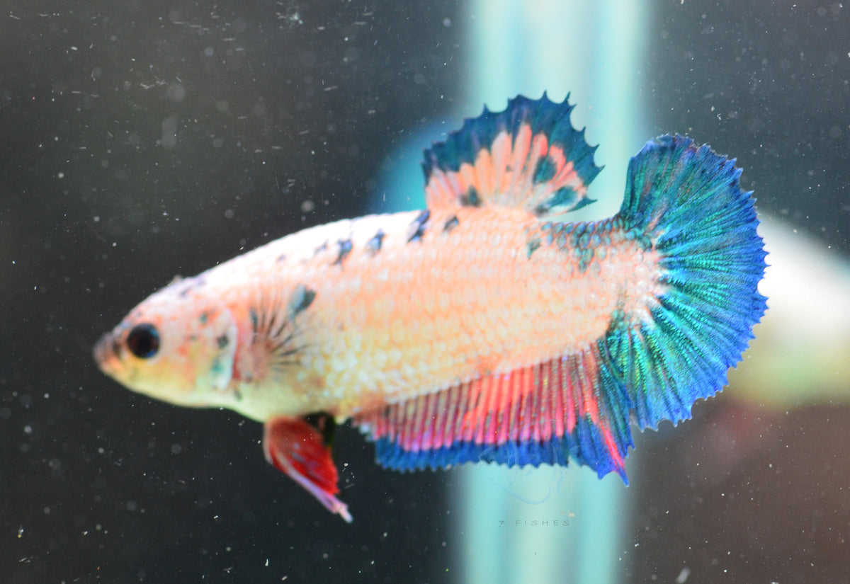 Fancy Rim HMPK Female