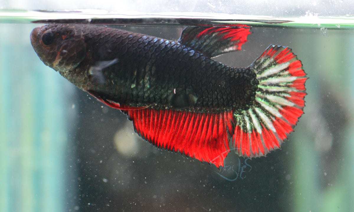 Copper Red HMPK Female