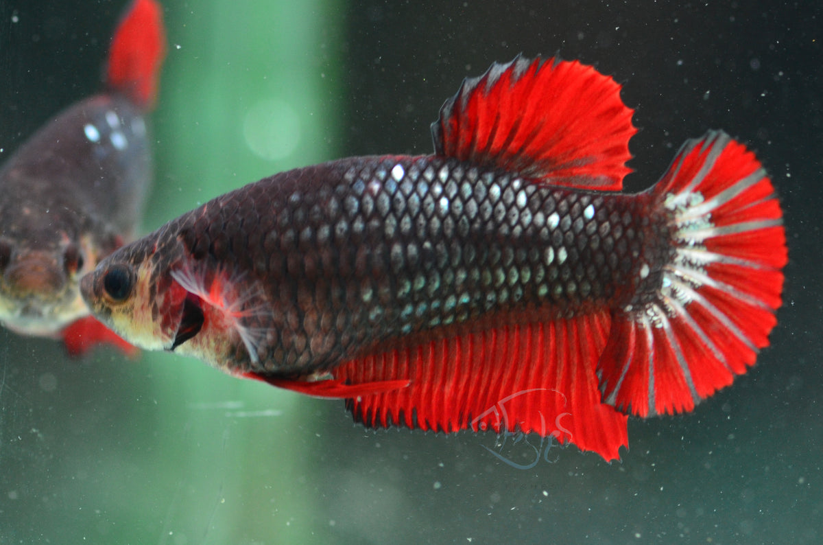 Copper Red HMPK Female