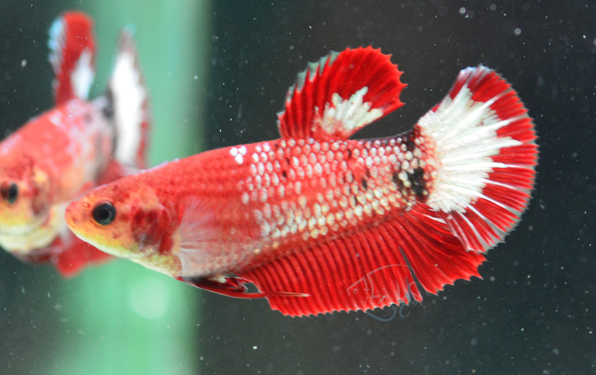 Red Fancy HMPK Female