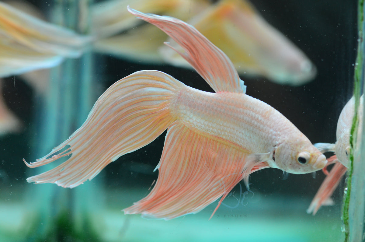 Metallic Orange Veiltail Male