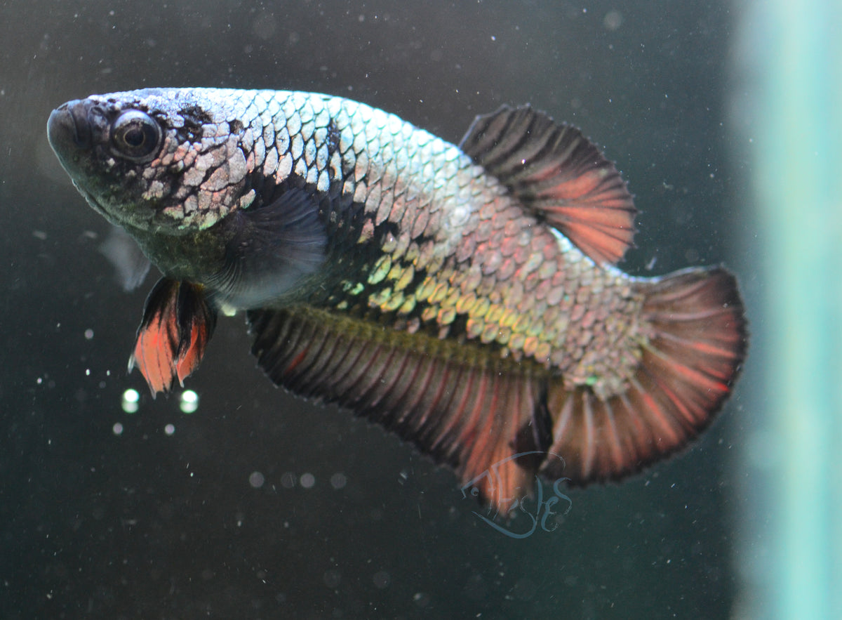 Black Dragon HMPK Female