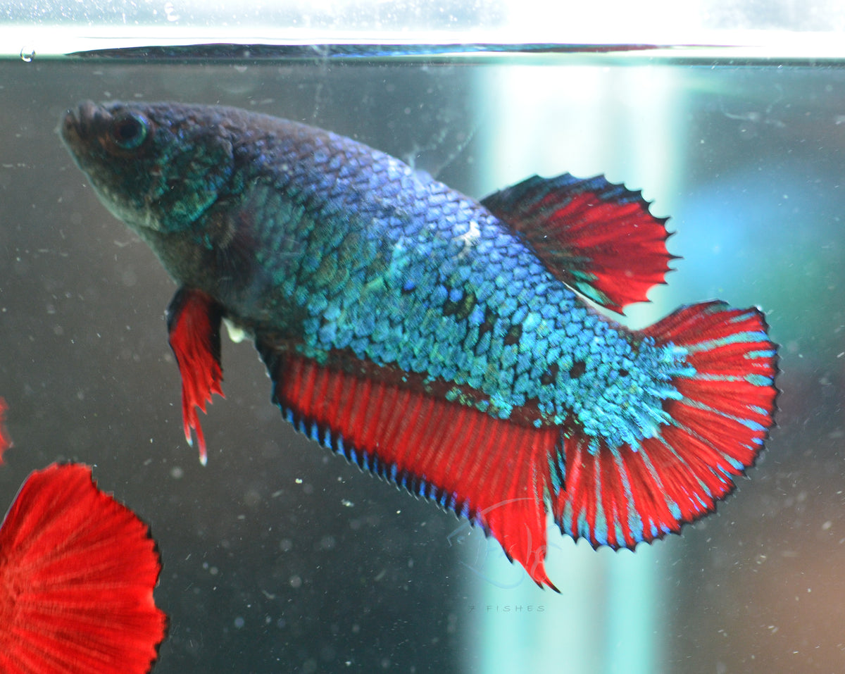 Traditional Fancy HMPK Female