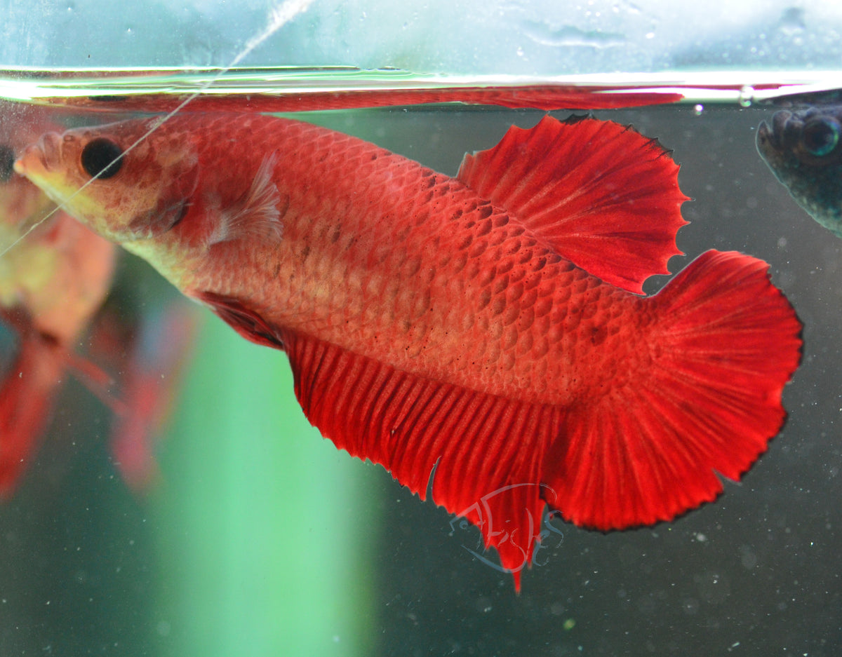 Red HMPK Female