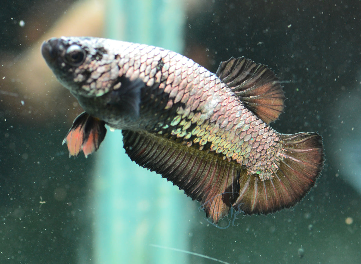 Black Dragon HMPK Female