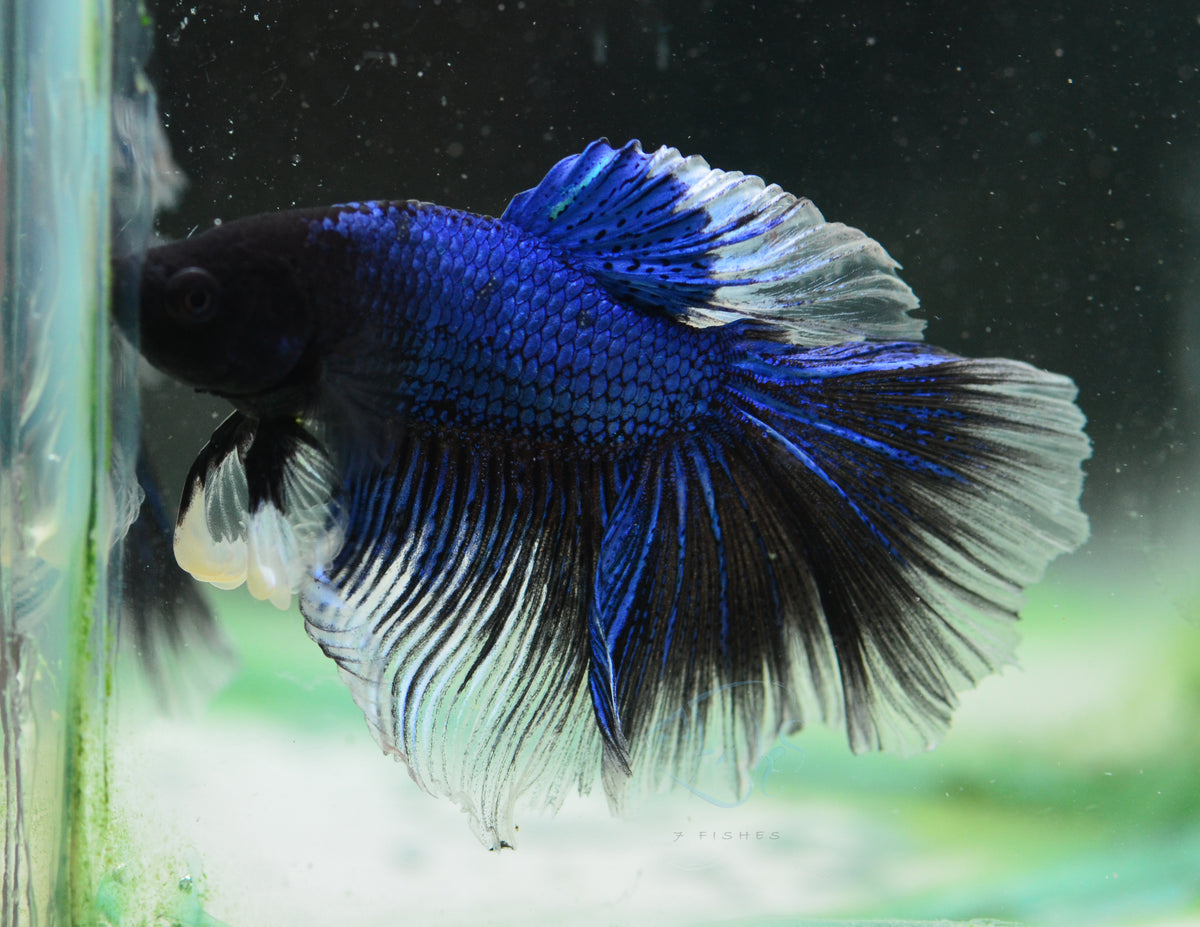 Blue Black Butterfly Halfmoon Male