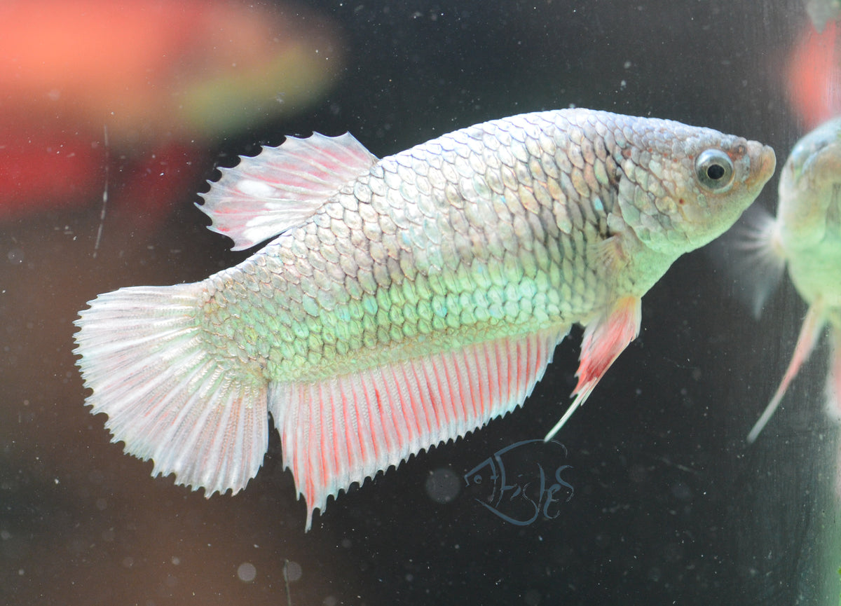 Copper HMPK Female