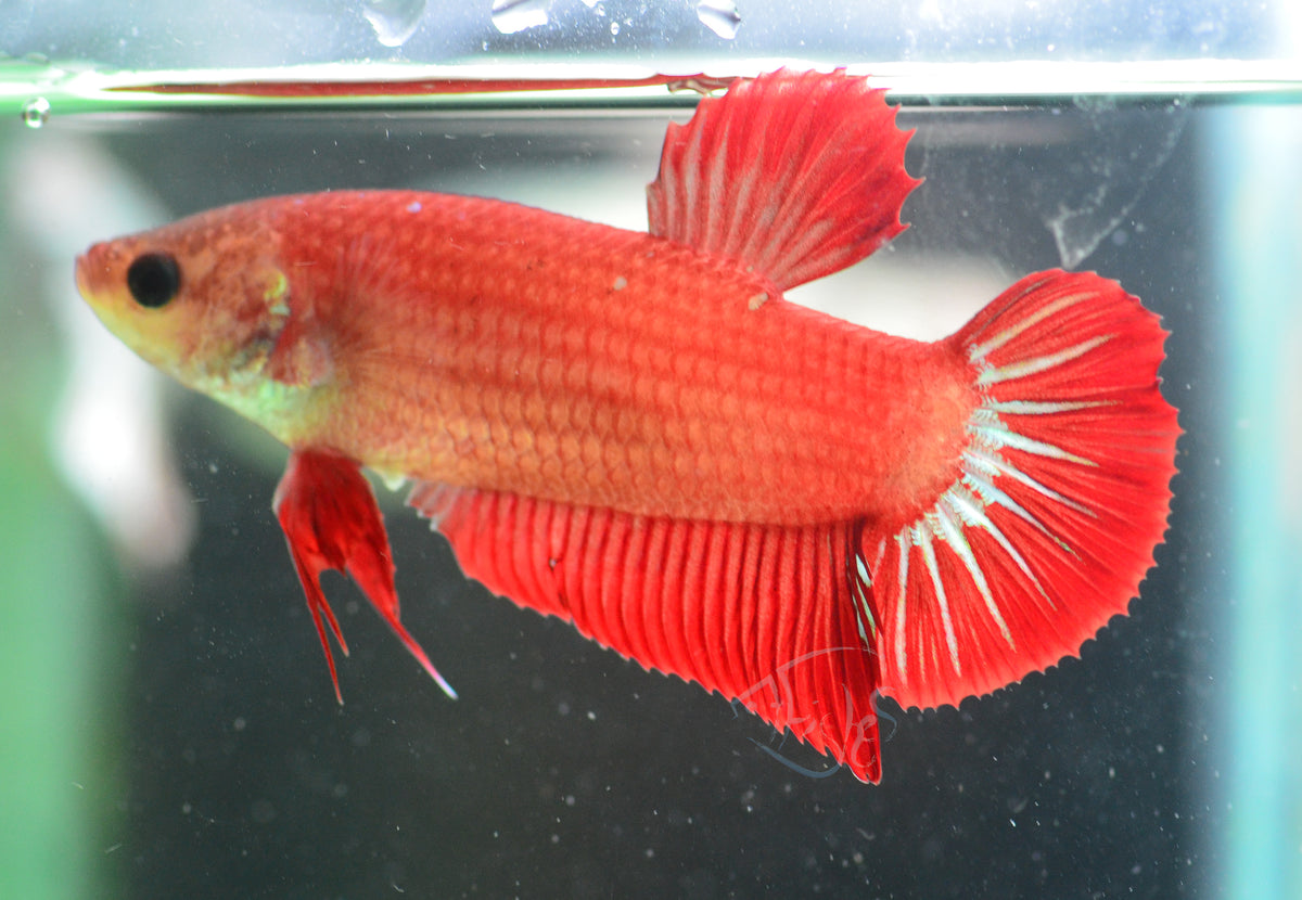 Red HMPK Female